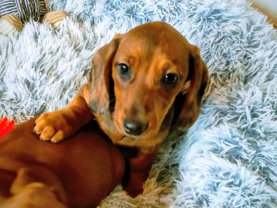 Miniature Dachshund Puppies in Galway
