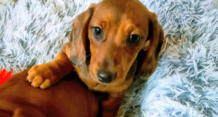 Miniature dachshund puppies in Galway