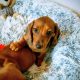 Miniature dachshund puppies in Galway