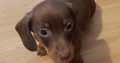 Miniature dachshund puppies in Galway