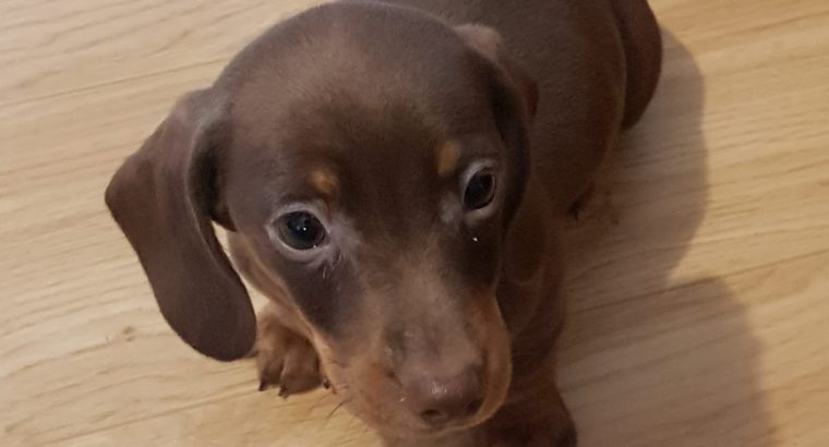 Miniature dachshund puppies in Galway