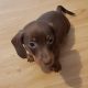 Miniature dachshund puppies in Galway