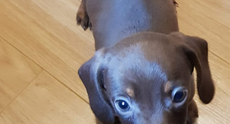 Miniature dachshund puppies in Galway
