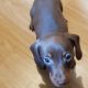 Miniature dachshund puppies in Galway
