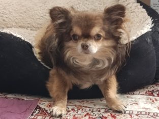 a beautiful male Chihuahua, for mating