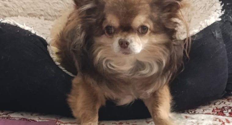 a beautiful male Chihuahua, for mating