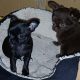 Puppies chihuahua