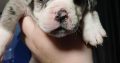 Olde english bulldoge puppies