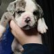 Olde english bulldoge puppies