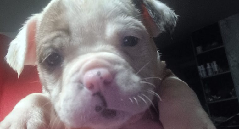 Olde english bulldoge puppies