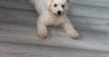 Bichon Frise