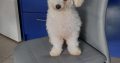 Bichon Frise
