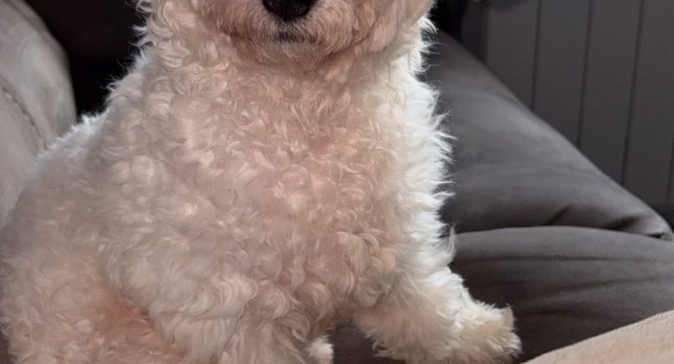 Bichon Frise