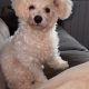 Bichon Frise