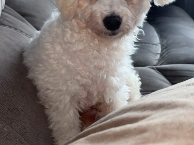 Bichon Frise