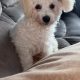 Bichon Frise