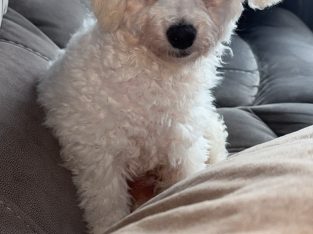 Bichon Frise