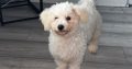 Bichon Frise