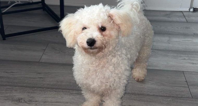 Bichon Frise