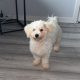 Bichon Frise