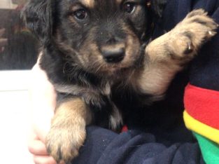 Huskie cross pups, Drogheda