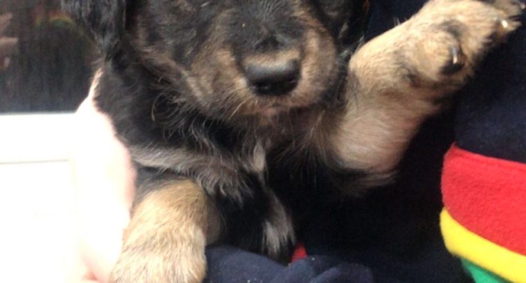 Huskie cross pups, Drogheda