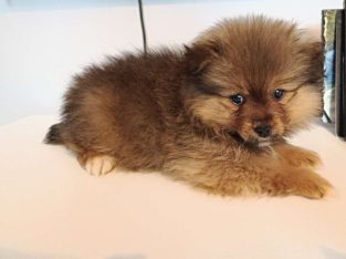 Teddy bear pomeranian