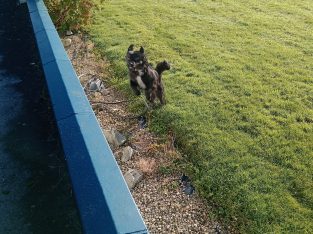 Collie/Terrier cross