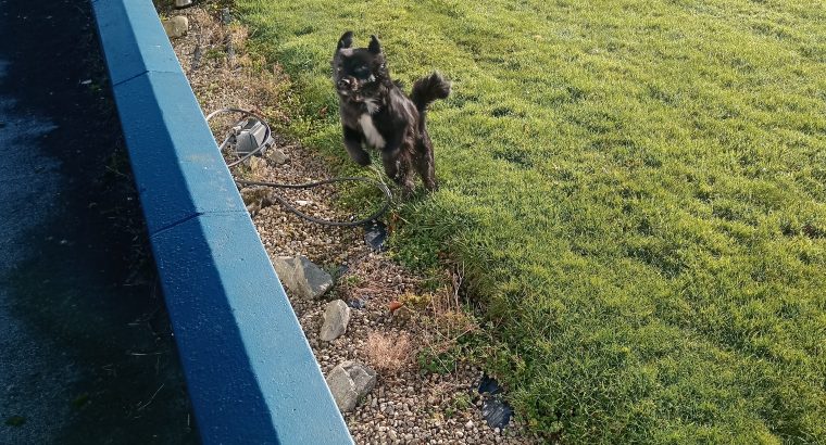 Collie/Terrier cross