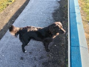 Collie/Terrier cross