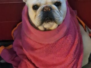 Beautiful male french bulldog for sale