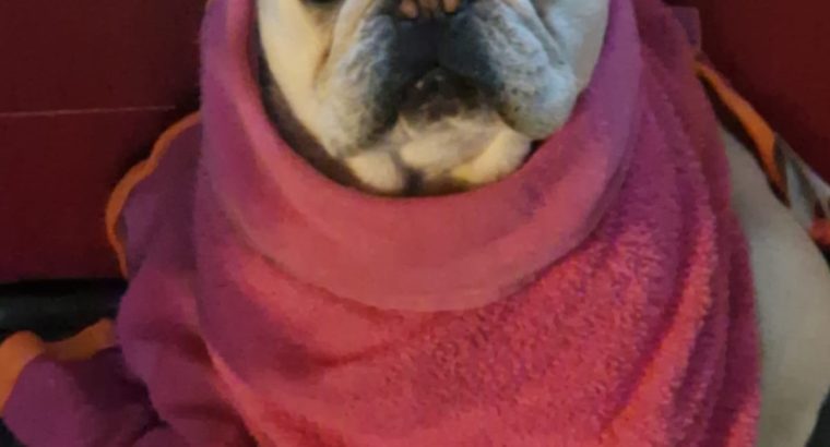 Beautiful male french bulldog for sale