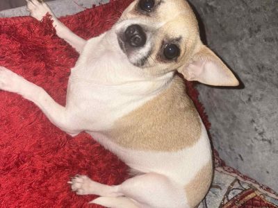 Chihuahua Pups for Sale in Balbriggan