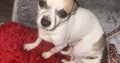 chihuahua pups