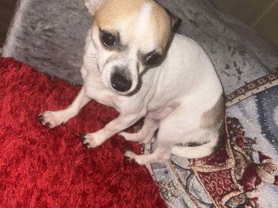chihuahua pups