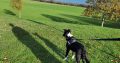 Wonderful Border Collie for Rehoming