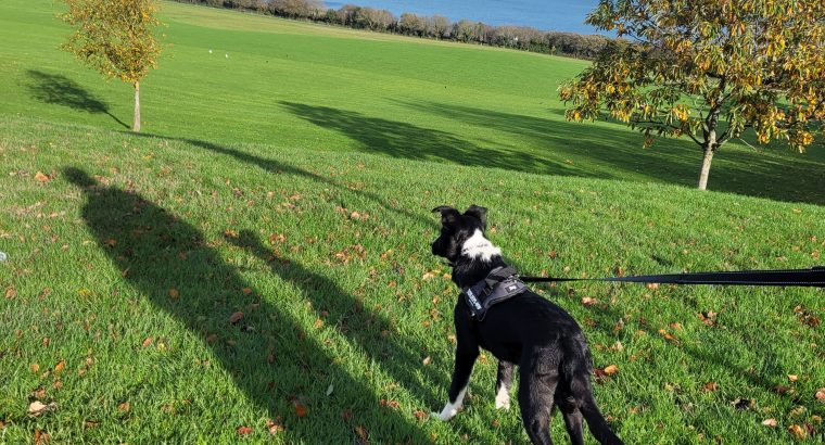 Wonderful Border Collie for Rehoming