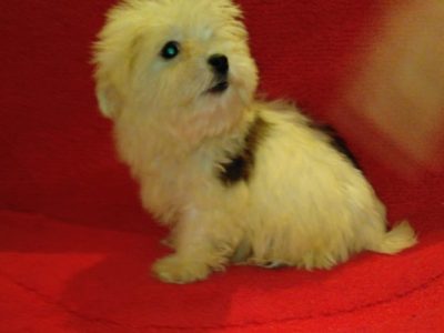Maltese x shih tzu