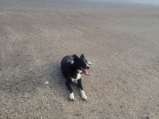 Wonderful Border Collie for Rehoming
