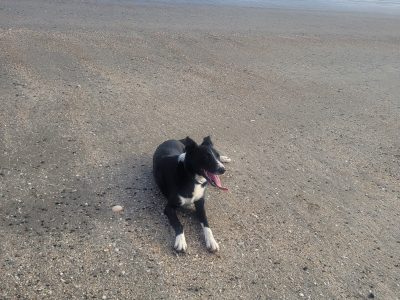 Wonderful Border Collie for Rehoming