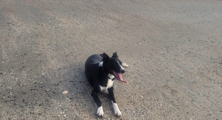 Wonderful Border Collie for Rehoming