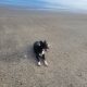 Wonderful Border Collie for Rehoming