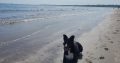 Wonderful Border Collie for Rehoming