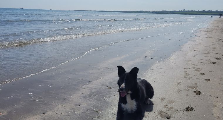 Wonderful Border Collie for Rehoming