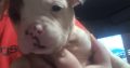 Olde english bulldog puppies for sale