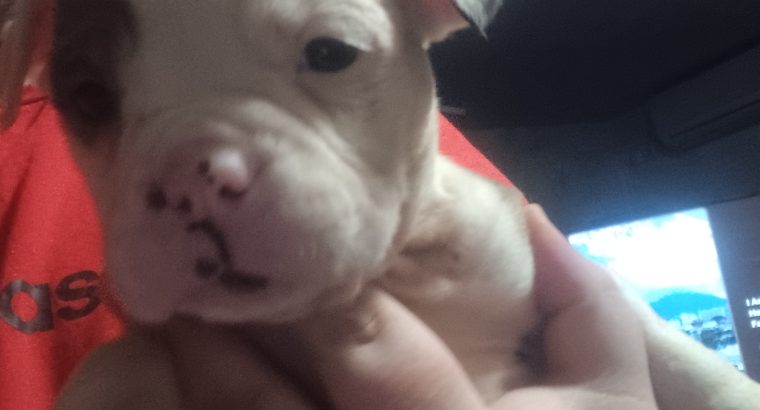 Olde english bulldog puppies for sale