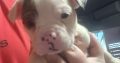 Olde english bulldog puppies for sale
