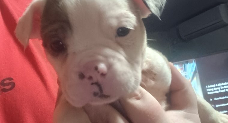 Olde english bulldog puppies for sale