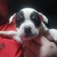 Olde english bulldog puppies for sale