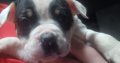 Olde english bulldog puppies for sale